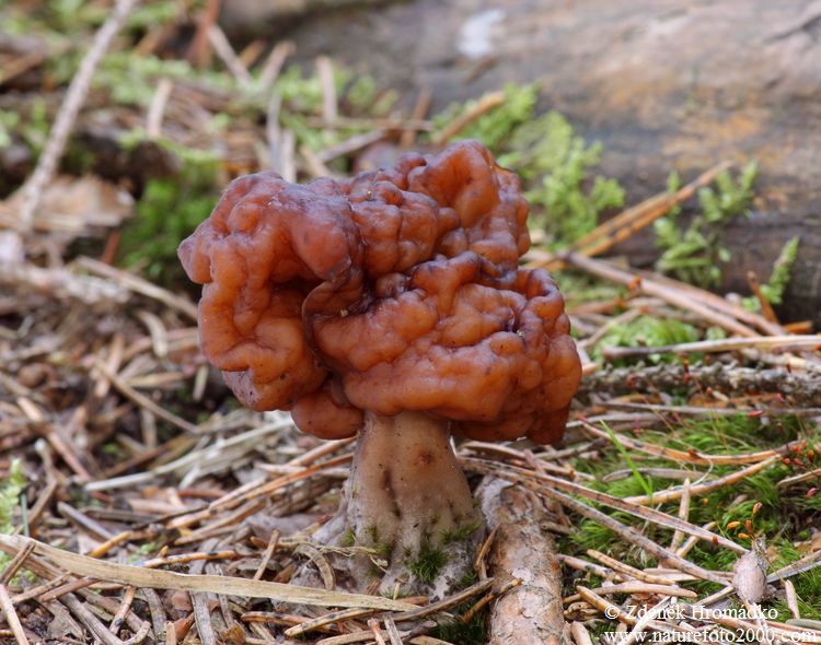 Ucháč obecný, Gyromitra esculenta (Houby, Fungi)
